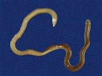 藏品(盲蛇)的圖片